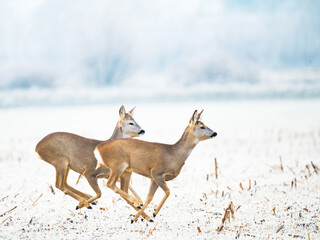 Deer running through winter field