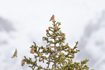 Common crossbills (loxia curvirostra) and Siskin (Spinus spinus) perched in the top of a conifer...