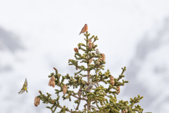 Common crossbills (loxia curvirostra) and Siskin (Spinus spinus) perched in the top of a conifer tree in the dolomite mountain region of Italy. Snowy mountain background.