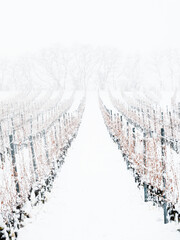 snow storm in burgenland vineyard near neckenmarkt