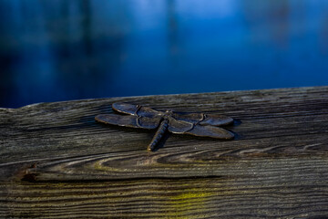 Brass dragonfly attached to a wood railing along a water way.