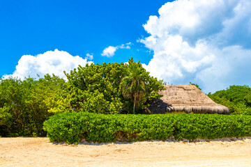 Caribbean beach nature palm trees plant jungle forest nature Mexico.