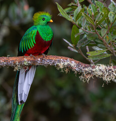 Quetzal sitting on a branch