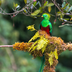 Quetzal sitting on a branch