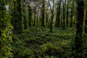 Fototapeta premium Lush green trees & shrubs in a park during the evening 