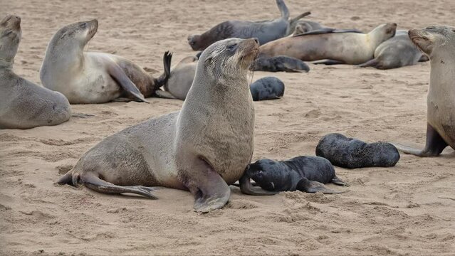 Brown fur seals nursing a baby, Cape Cross Seal Reserve, Namibia, Africa