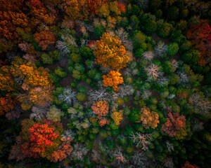 Fototapeta na wymiar Birds Eye view over fall foliage