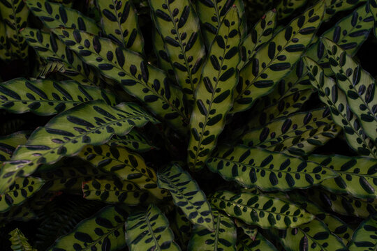 The leaves of the rattlesnake plant fill the image. Plant background. Two tone green plant.