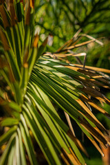 Close-up photo of a green palm tree leaf