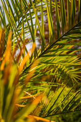 Close-up photo of a green palm tree leaf