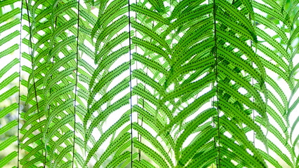 green fern leaves (Fishbone Fern, Sword Fern, Nephrolepis cordifolia), leaves texture for abstract...