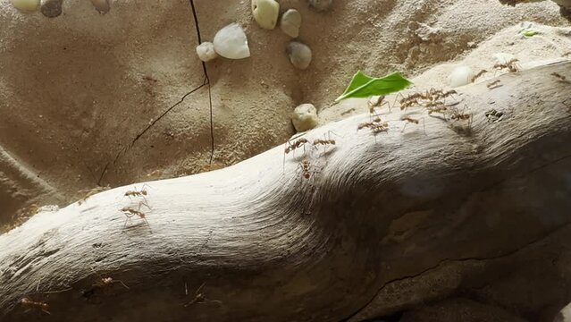 Closeup of ants working in the forest. Wild insects walking on the tree trunk. red ants (Oecophylla smaragdina) carrying green leaves. Group of wild ants getting food. Teamwork concept, 4k footage