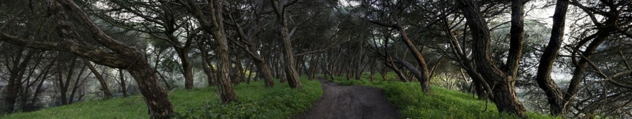 Fototapeta premium A path in Nature