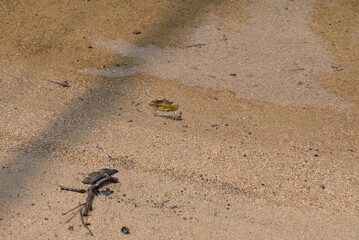little crab on a beach