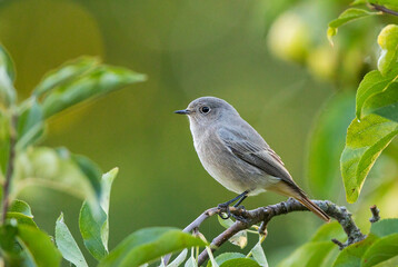 Obraz premium Black Redstart (Phoenicurus ochruros) juvenile sitting an branch in apple tree, Baden-Wuerttemberg, Germany