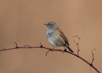Fototapeta premium Dunnock (Prunella modularis), adult, Bavaria, Germany