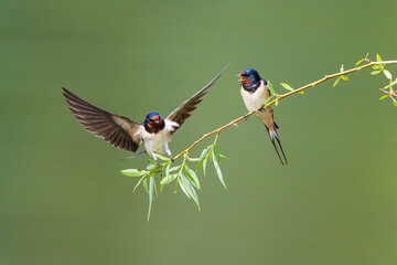 Barn Swallow (Hirundo rustica) pair sitting on branch with open wings, Baden-Wuerttemberg, Germany 