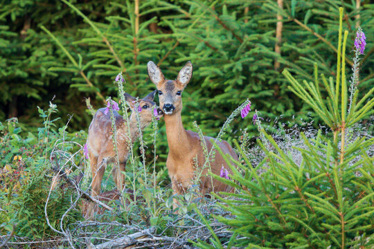 Roe deer (Capreolus capreolus) mother with fawn in evening light standing in forest, Hesse, Germany 