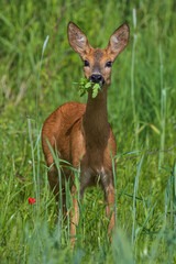 Roe deer (Capreolus capreolus) female feeding in cornfield, Hesse, Germany