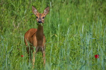 Roe deer (Capreolus capreolus) female feeding in cornfield, Hesse, Germany © Martin Grimm
