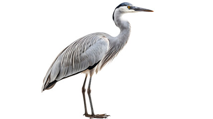 A majestic great heron stands gracefully on a dark canvas, its elegant beak and intricate feathers reflecting the beauty of the aquatic bird's natural habitat