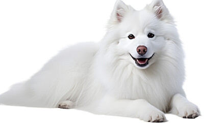 A serene white dog rests peacefully, its snout gently rising and falling with each breath,...