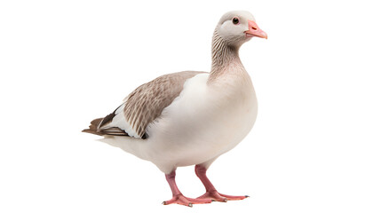 A majestic aquatic bird, with a striking white and grey feathered coat, gracefully glides across the peaceful outdoor landscape, its elegant beak and gentle presence reminiscent of a goose and duck, 