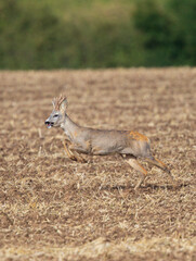 Roebuck (Capreolus capreolus) jumping and running in farmland, Baden-Wuerttemberg, Germany