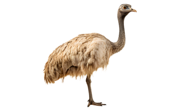 A majestic flightless bird stands tall against a stark black background, its beak poised for adventure as it represents the wild and untamed spirit of nature