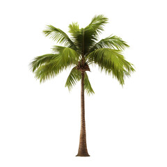 Obraz premium Green palm tree cut out