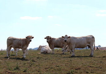 K&uuml;he auf der Weide