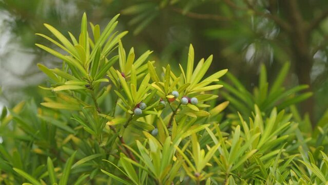 Fruit Of Podocarpus Macrophyllus. Yew Plum Pine Or Japanese Yew. Dioecious Conifer. Selective focus.