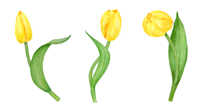 Set of yellow tulips. Watercolor hand drawn illustration of spring symbol, golden flower. Clip art for Easter, Mothers Day, Womens Day, March 8 cards, wedding, farmer and floristic prints, travelbook