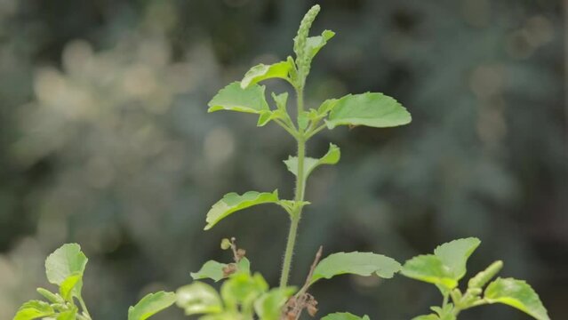 Holy Basil or Tulsi, medicinal holy plant of India.
