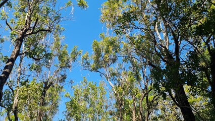 Obraz premium branches against blue sky