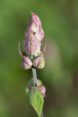 Close-up of a sage blossom in close-up format. The buds are still closed. The background is green.