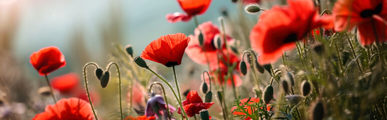 Obraz premium Beautiful wildflowers on a green meadow.