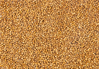 Coriander Seeds Texture Background, Cilantro Grains Pattern, Chinese Parsley Seed Banner, Dry Spices
