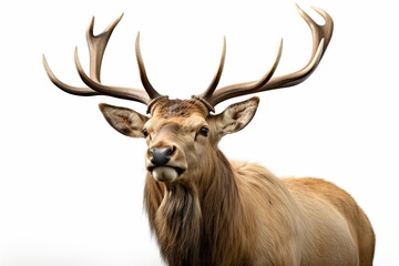 Elk close-up portrait on a white background.