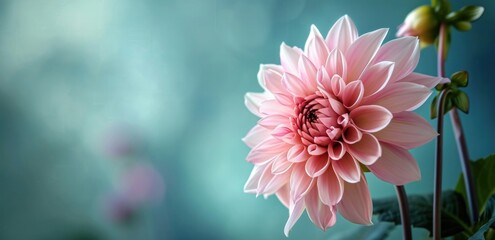 Fototapeta premium pink dahlia flower on a blue background