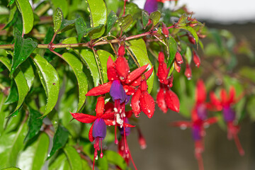 Fuchsia flower hanging in the garden