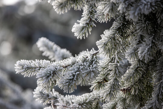frost on branches