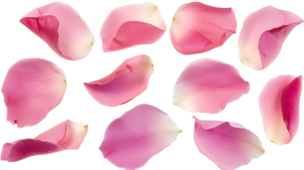 Set of pink rose flowers petals isolated on transparent background.