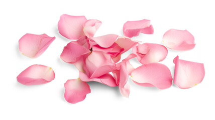 Set of pink rose flowers petals isolated on transparent background.