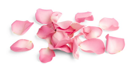 Set of pink rose flowers petals isolated on transparent background.