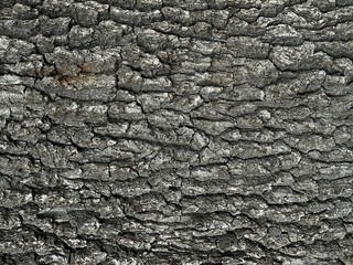 bark of a tree
