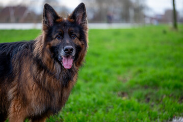 German shepherd dog
