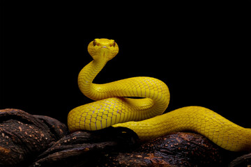 Yellow viper snake on branch, yellow white-lipped pit viper, Trimeresurus insularis, endemic snake of Indonesia