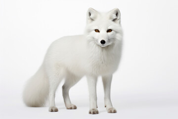Arctic Fox right side view portrait. Adorable fox studio photography