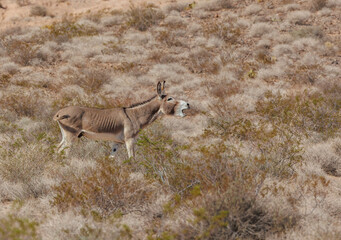 wild burro donkey bellowing in desert
